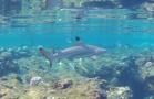 gal/2018/15 Egypt 2018/_thb_shark.jpg